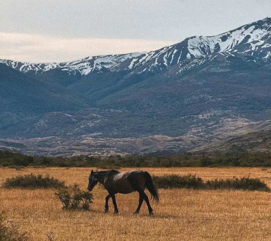 Horse grazing on the golden Patagonian steppe with snow-capped mountains