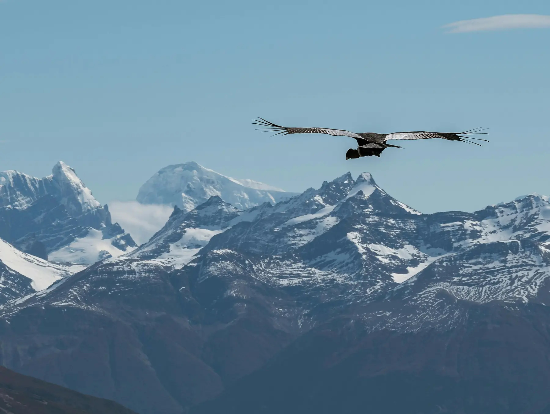 An Andean condor gliding over the granite peaks of the Patagonian Andes