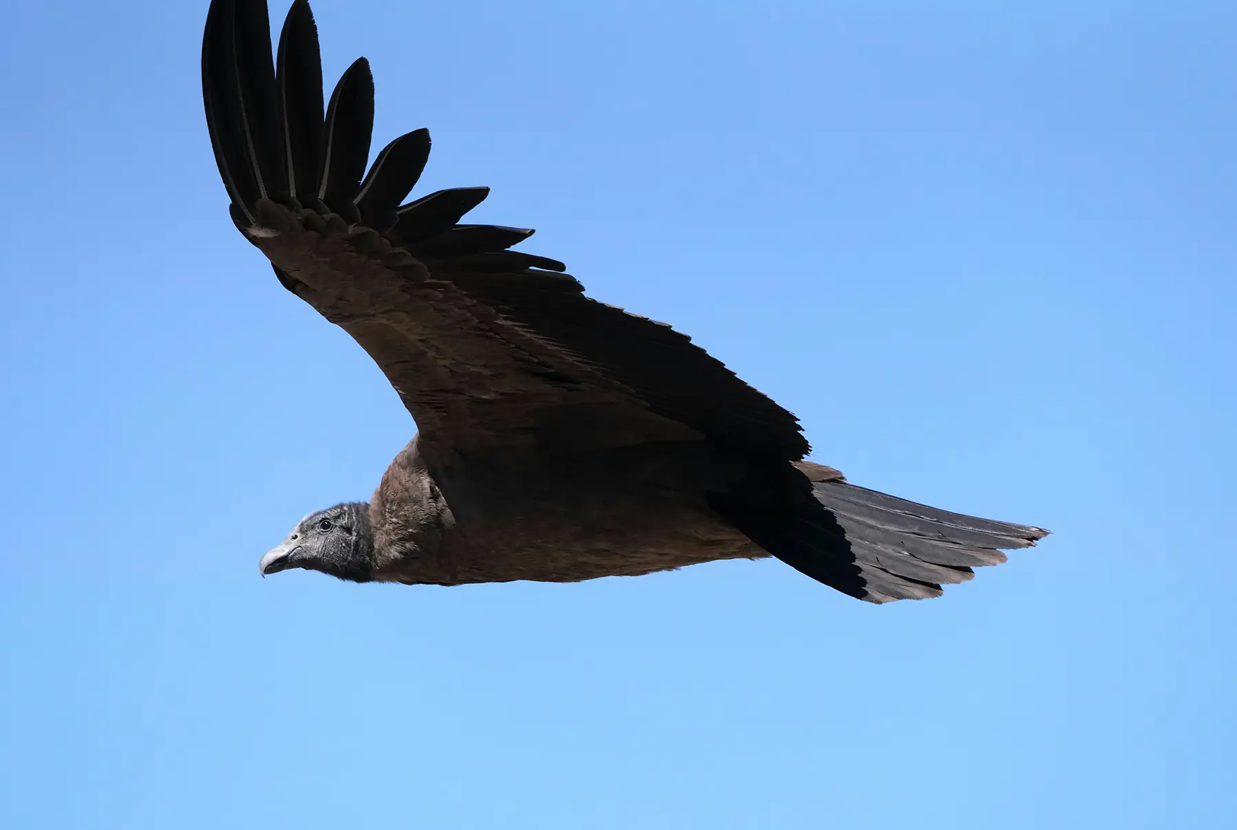 A condor perched on a rocky cliff ledge at a Patagonian roosting site