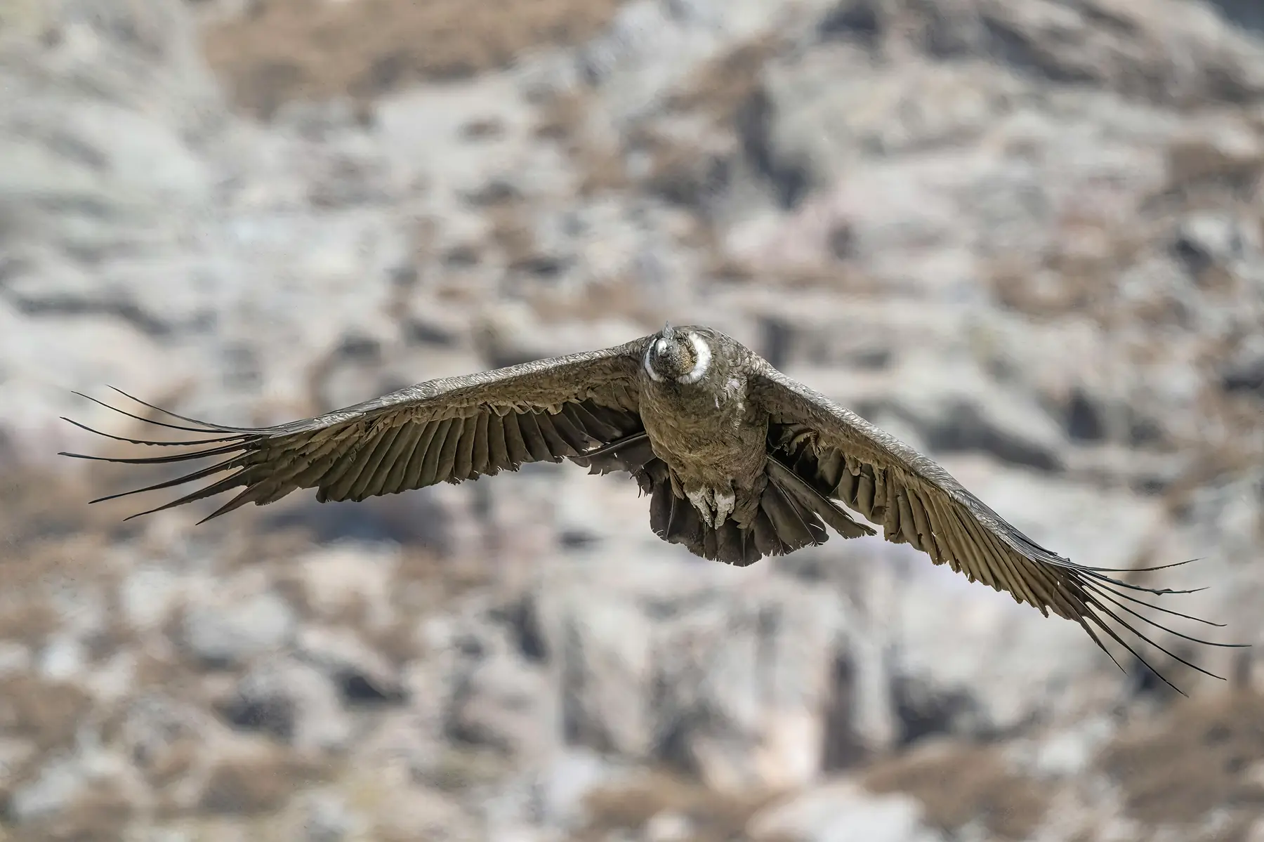 An Andean condor riding thermal currents above a deep Patagonian valley