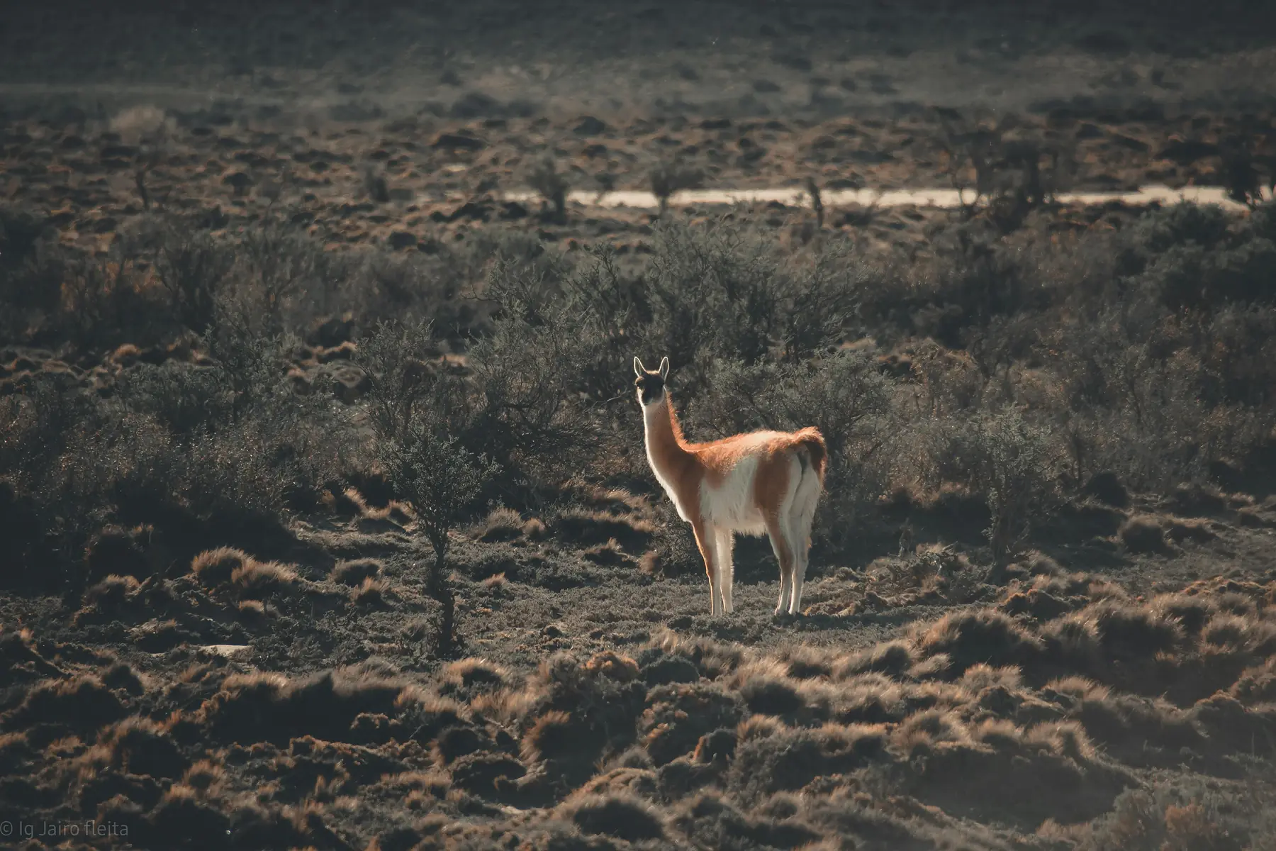 A herd of guanacos grazing on the open Patagonian steppe with low hills in the distance