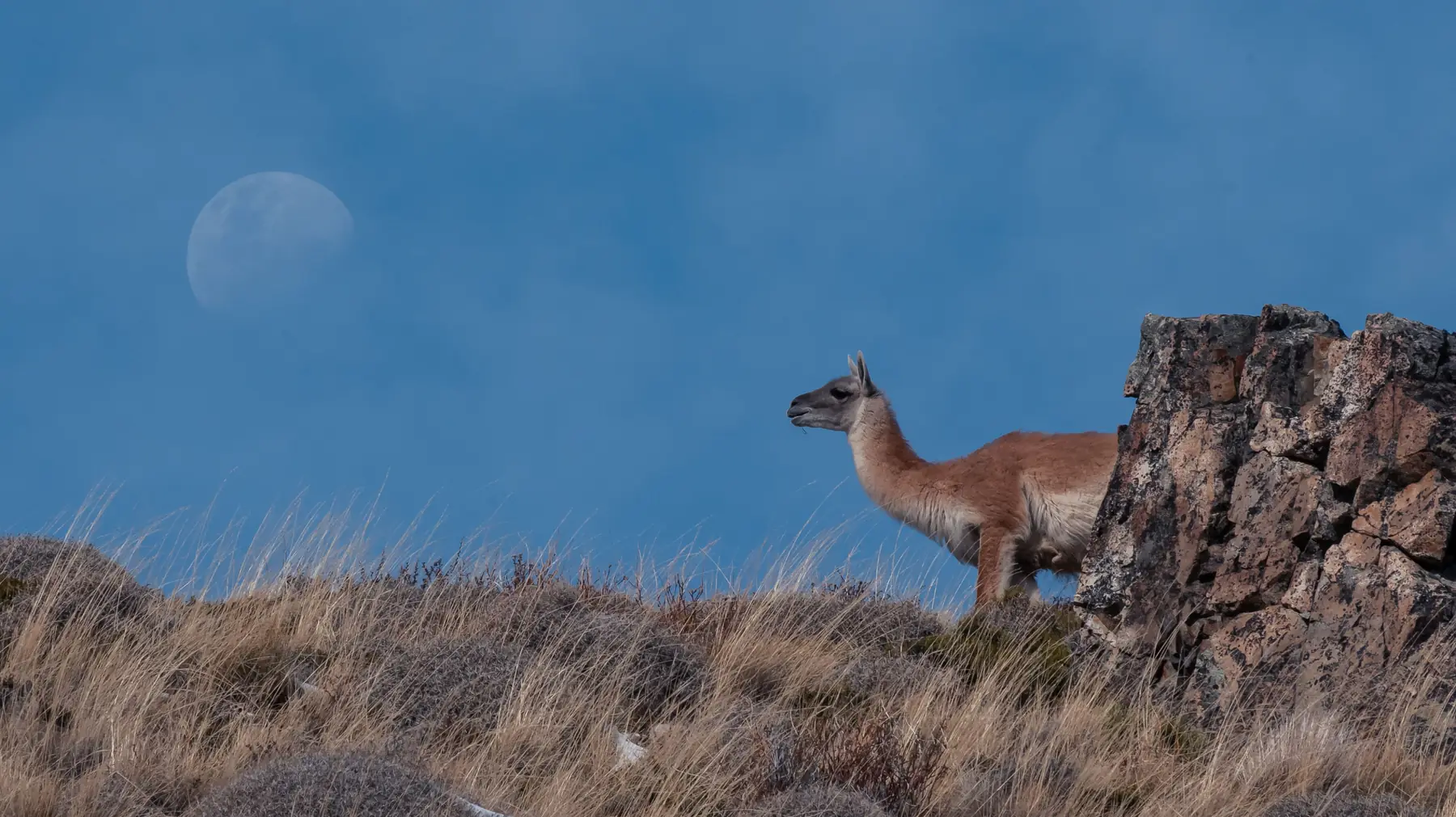 A guanaco standing alert on a windswept hillside, scanning for predators