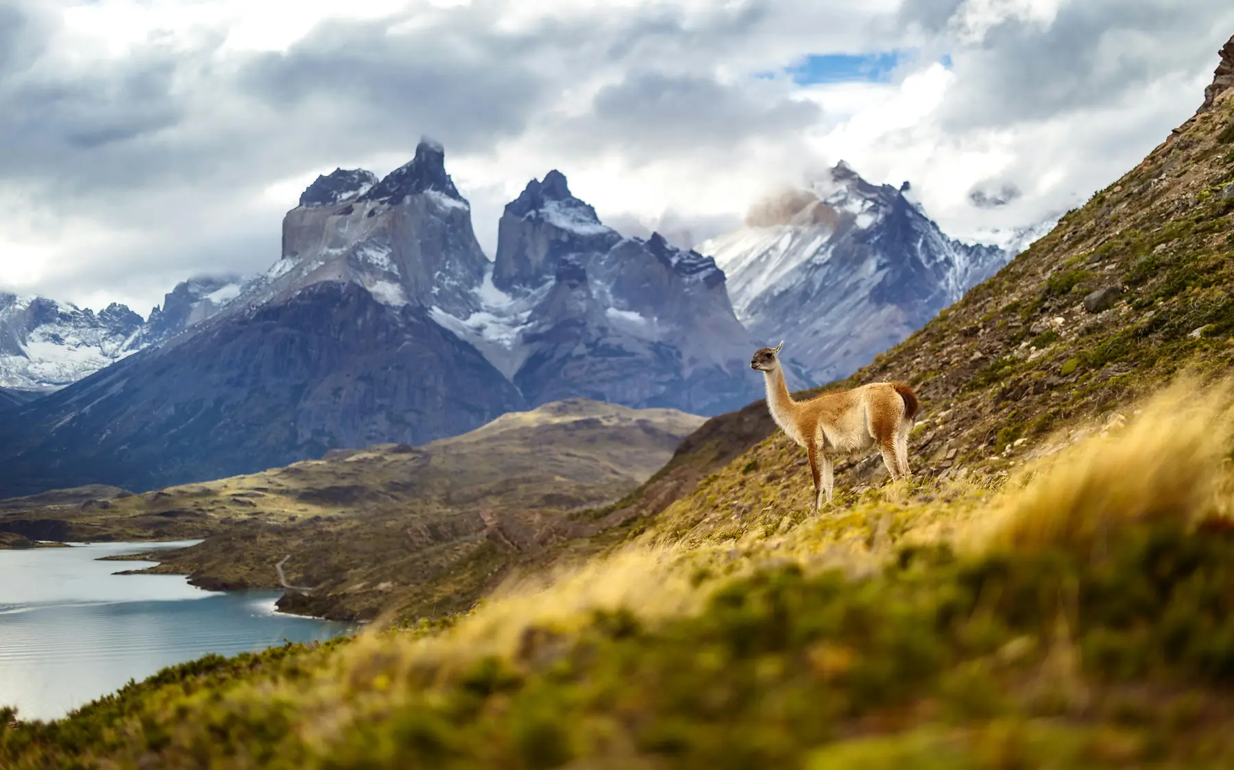 Guanacos grazing with mountains behind