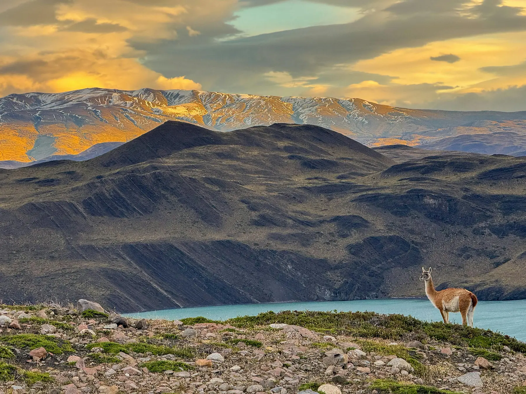 A group of guanacos silhouetted against snow-capped Andean peaks at golden hour