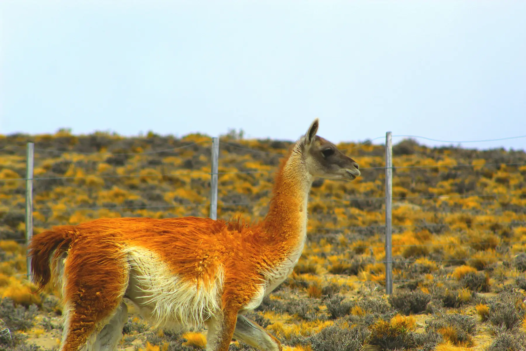 A mother guanaco with her chulengo on the open plains of Torres del Paine