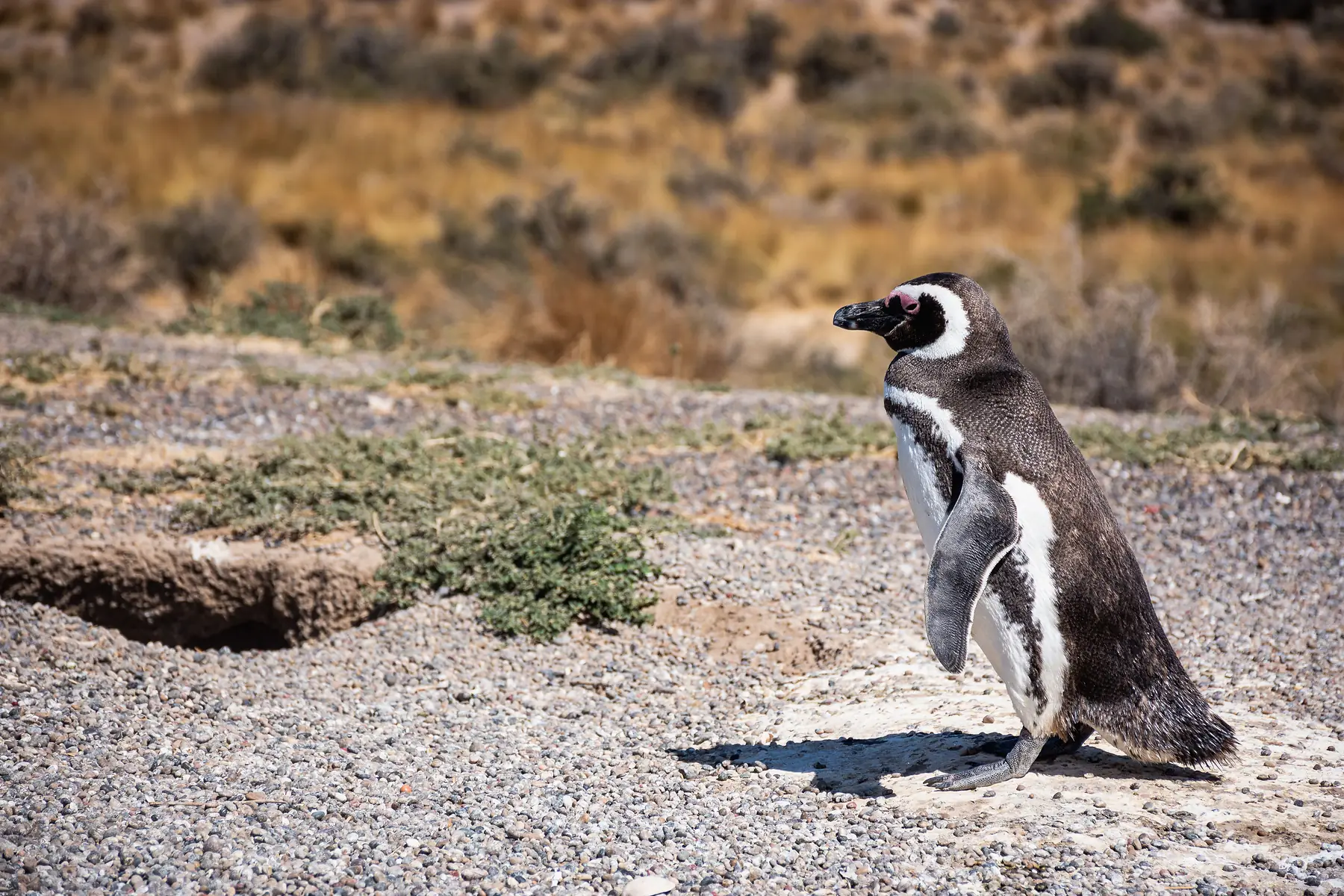 A group of Magellanic penguins standing on a gravel shore with the Strait of Magellan behind them