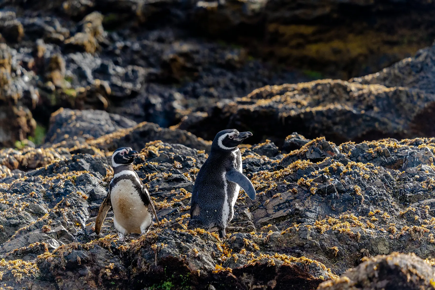 Penguin colony in Patagonia
