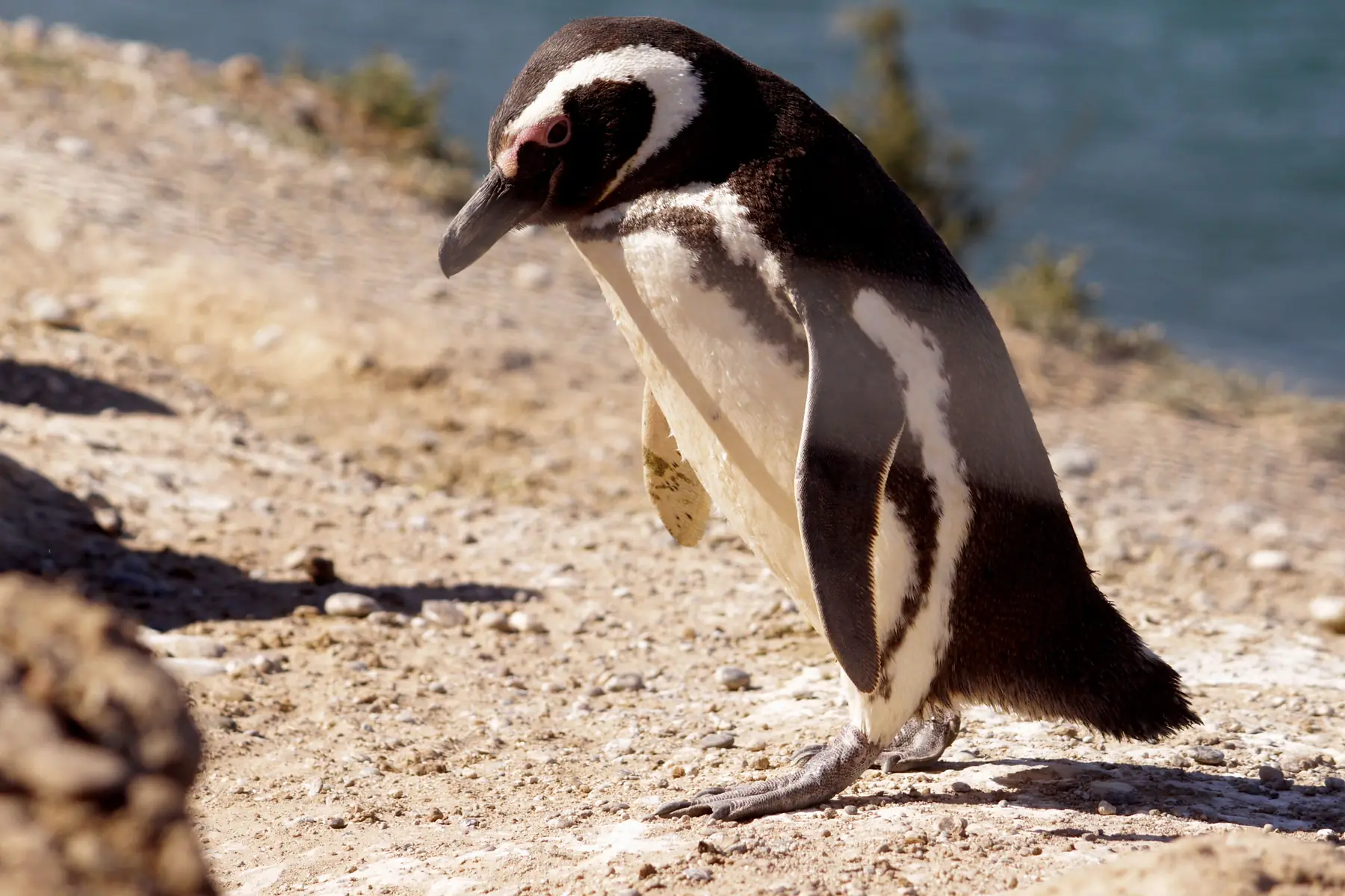 King penguins with distinctive orange-gold markings standing on open ground