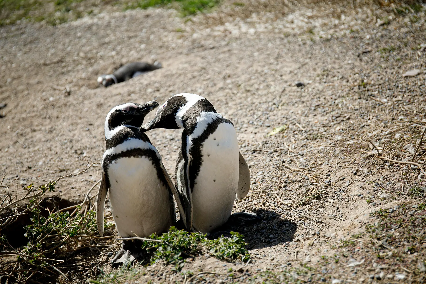 Magellanic penguins gathered near their nesting burrows along a gravel path on Magdalena Island