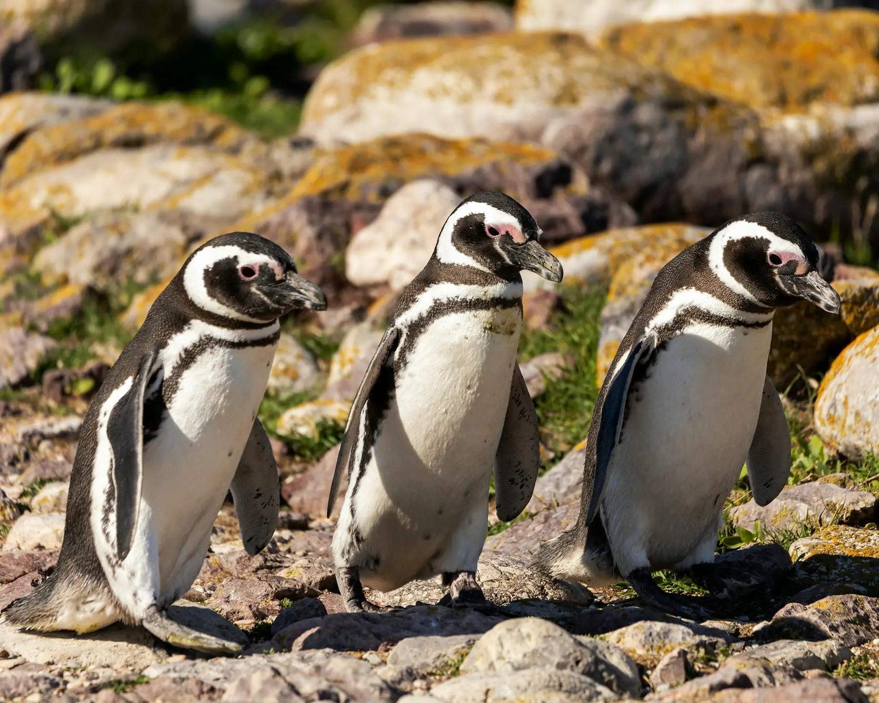 King penguins standing on a grassy plain with mountains in the background