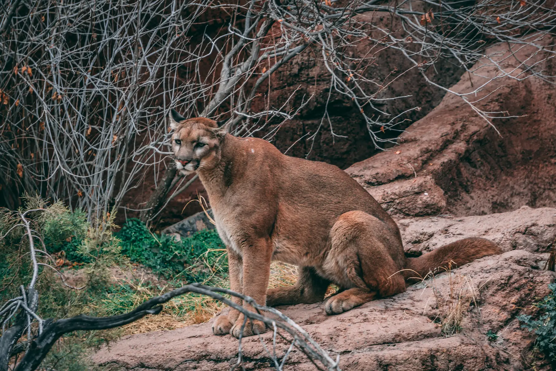 Wildlife tracking tour
