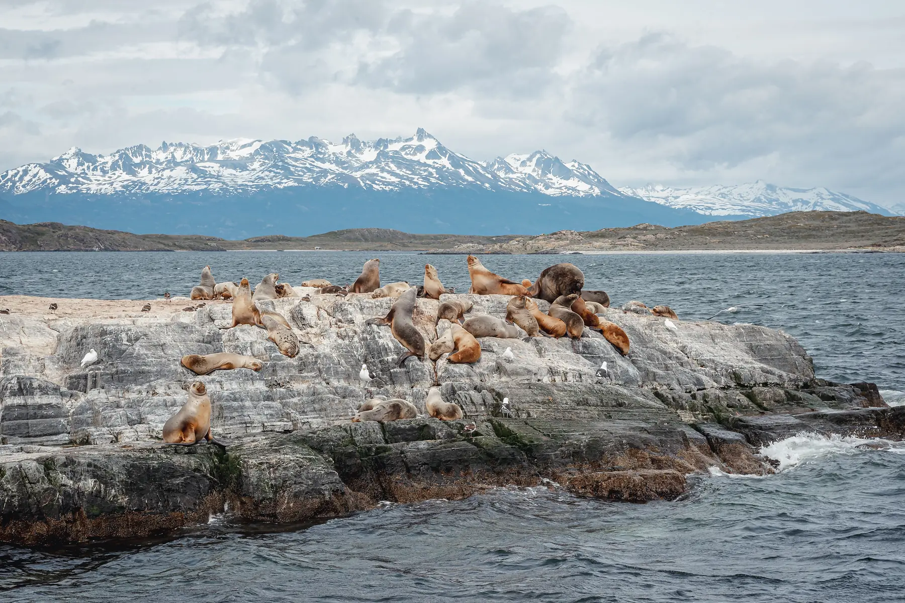 South American sea lions resting on rocky shelves with steep fjord cliffs behind them