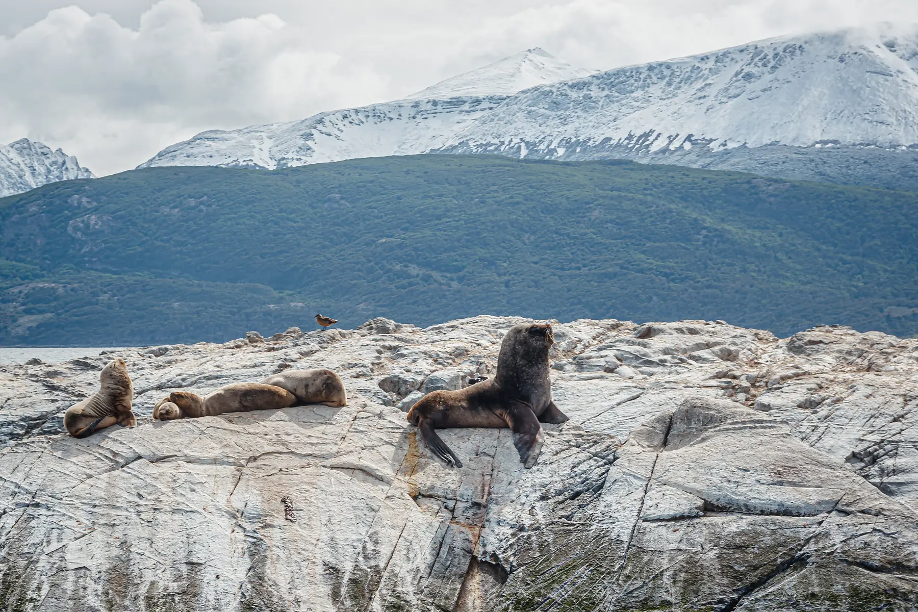 Elephant seals and sea lions sharing a beach at Caleta Valdes on Peninsula Valdes.