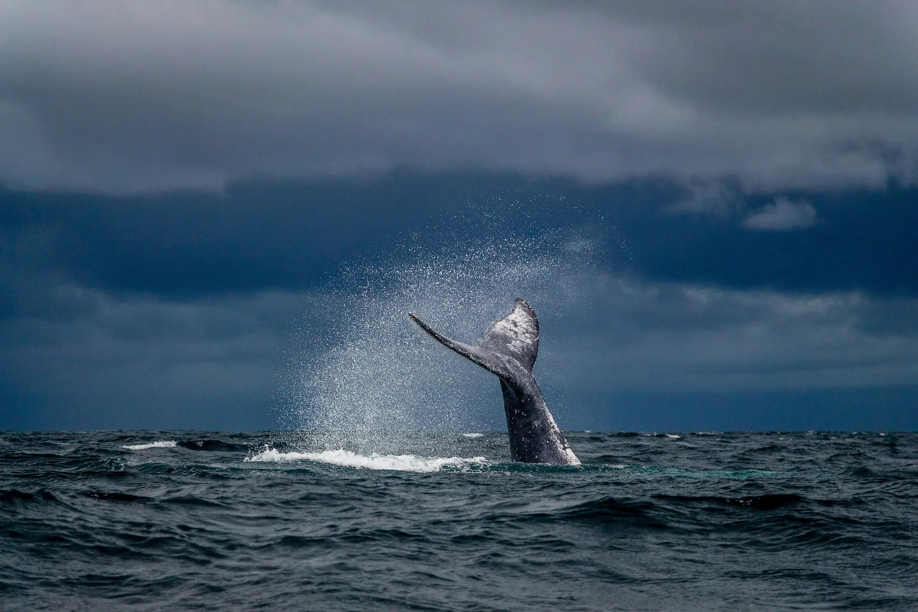 Private Península Valdés Shore Tour tour with Madryn Shore Tours in Patagonia