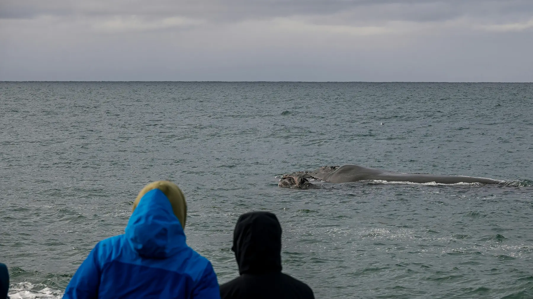 A mother whale and calf swimming together in the sheltered waters off Patagonia.