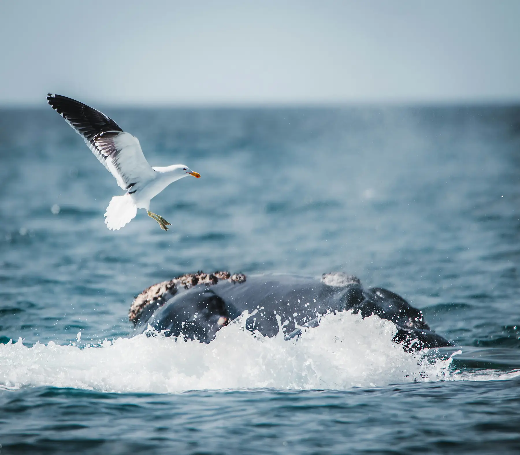 Punta Tombo Penguin Colony Day tour with Loika Expediciones in Patagonia