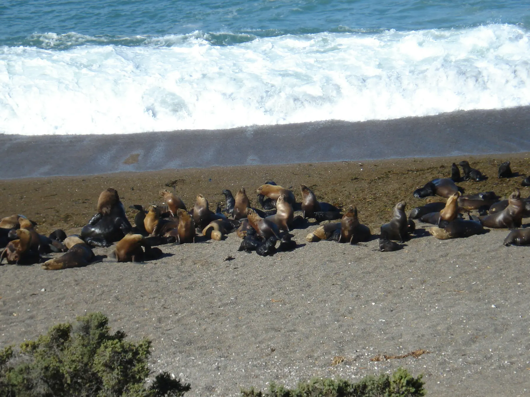 Punta Loma Sea Lion Reserve tour with Loika Expediciones in Patagonia