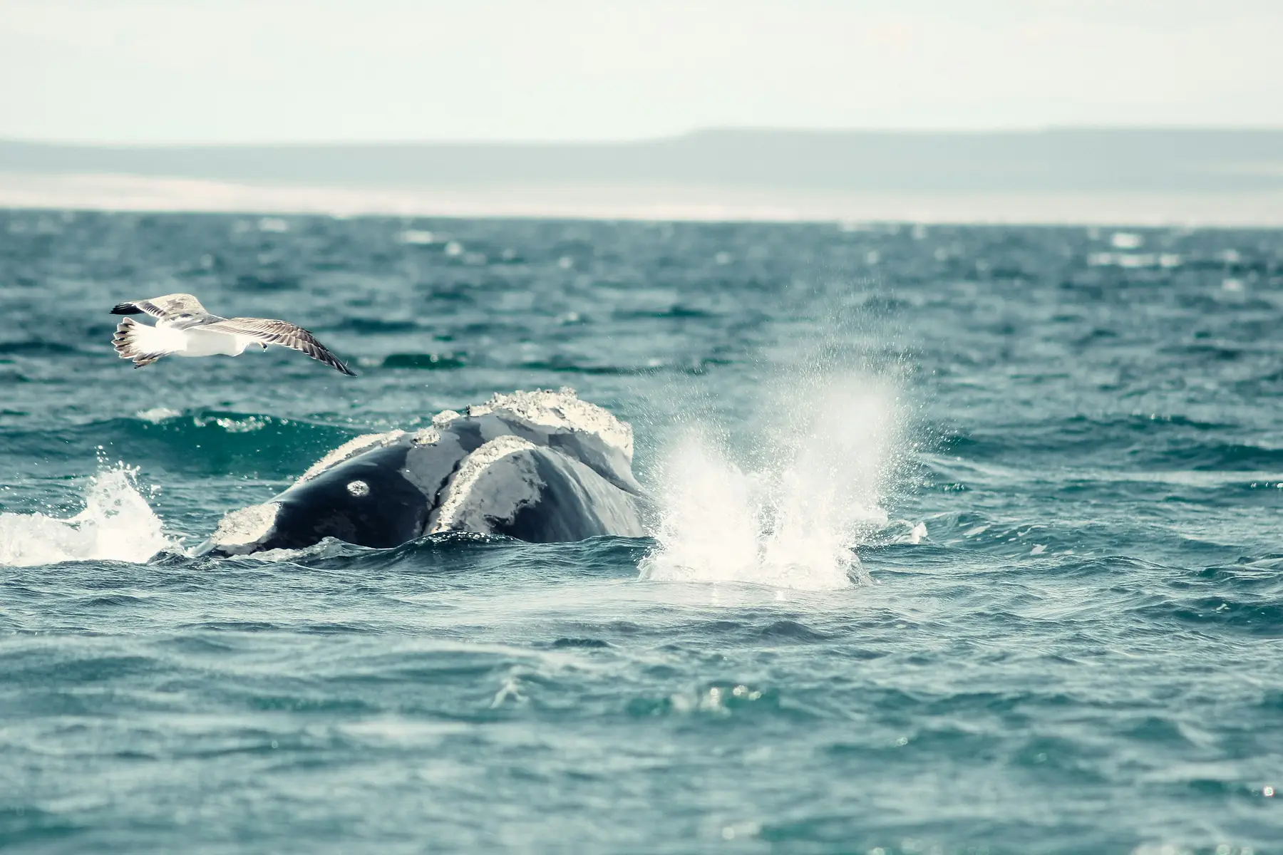 Snorkelling with Sea Lions tour with Loika Expediciones / authorised dive provider in Patagonia