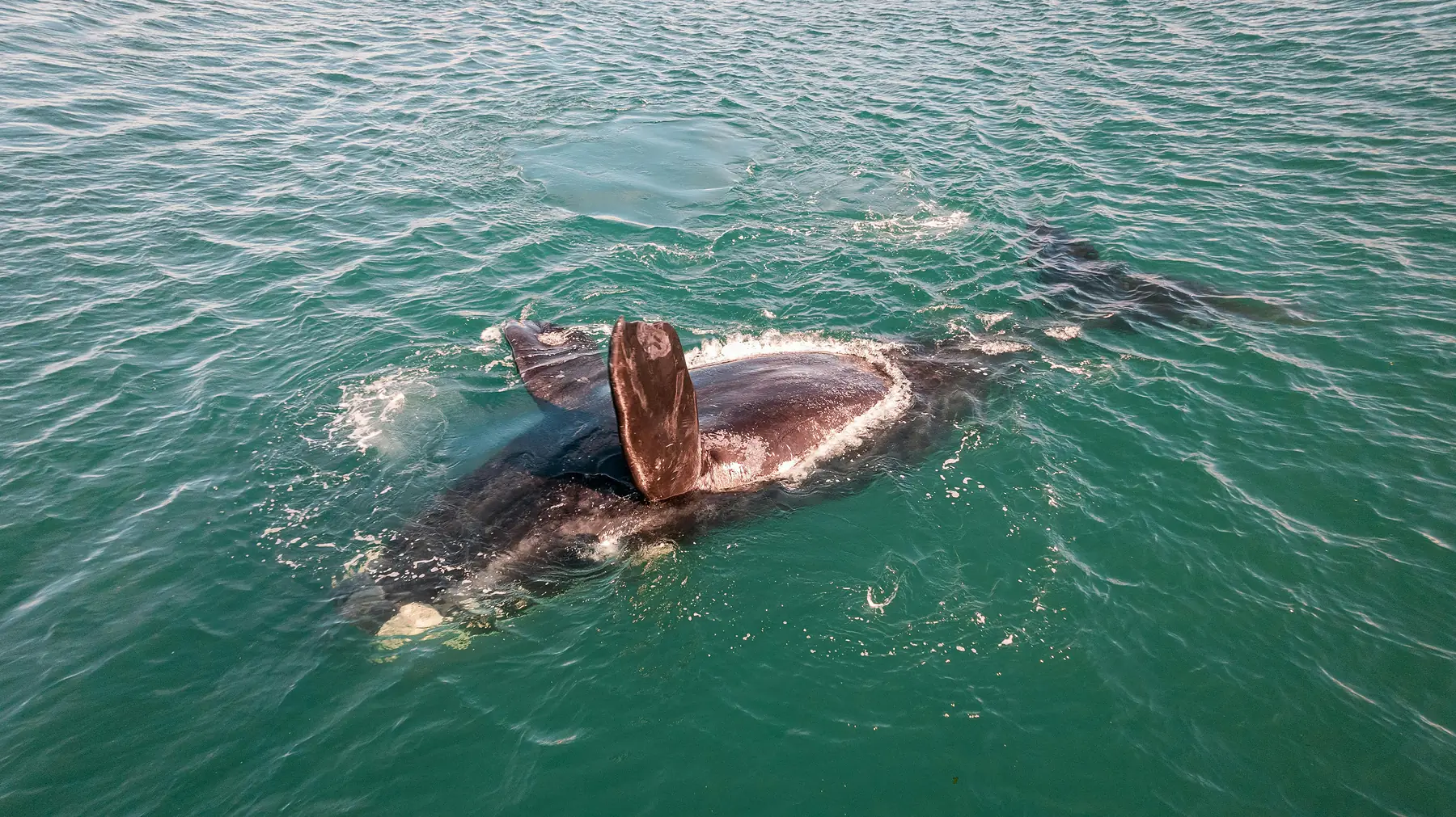 Golfo Nuevo Introductory Scuba Dive tour with Sussanich Turismo / local dive centre in Patagonia