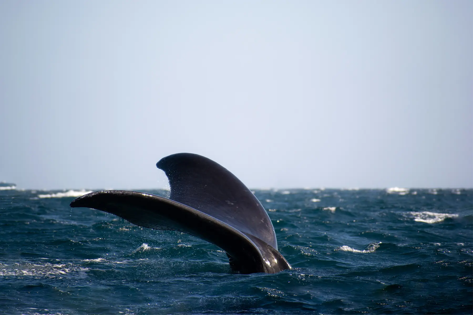 Yellow Submarine Whale Watching tour with Southern Spirit / licensed seller in Patagonia