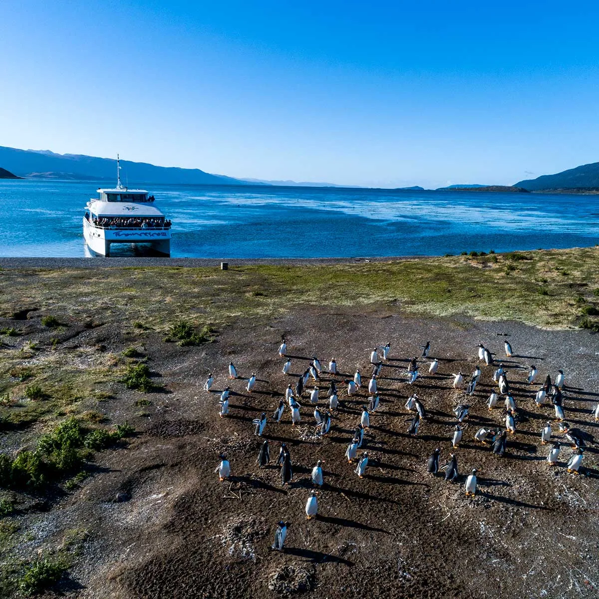 Martillo Island Penguin Catamaran tour with Canoero Catamaranes in Patagonia