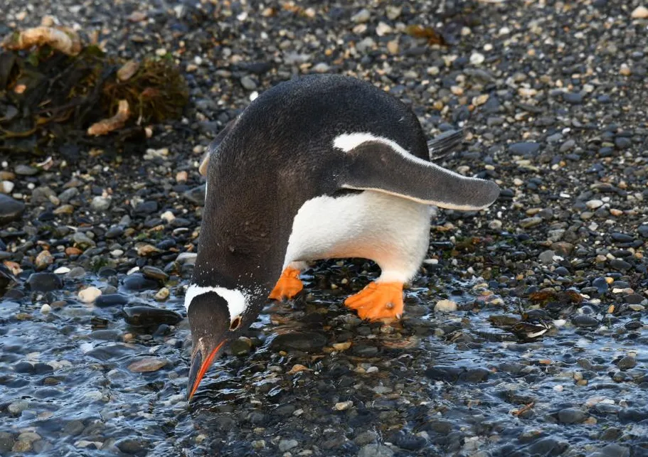 Beagle Channel Penguin Navigation tour with Tolkeyen Patagonia in Patagonia
