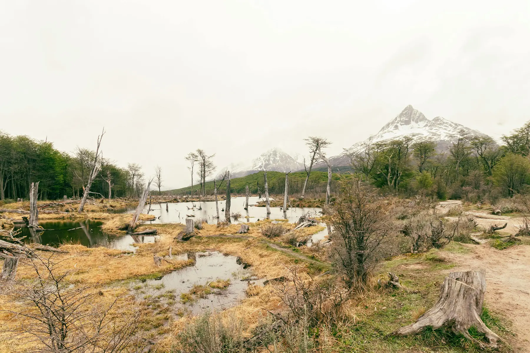 Fuerte Bulnes Half-Day tour with Local provider via Nomades in Patagonia