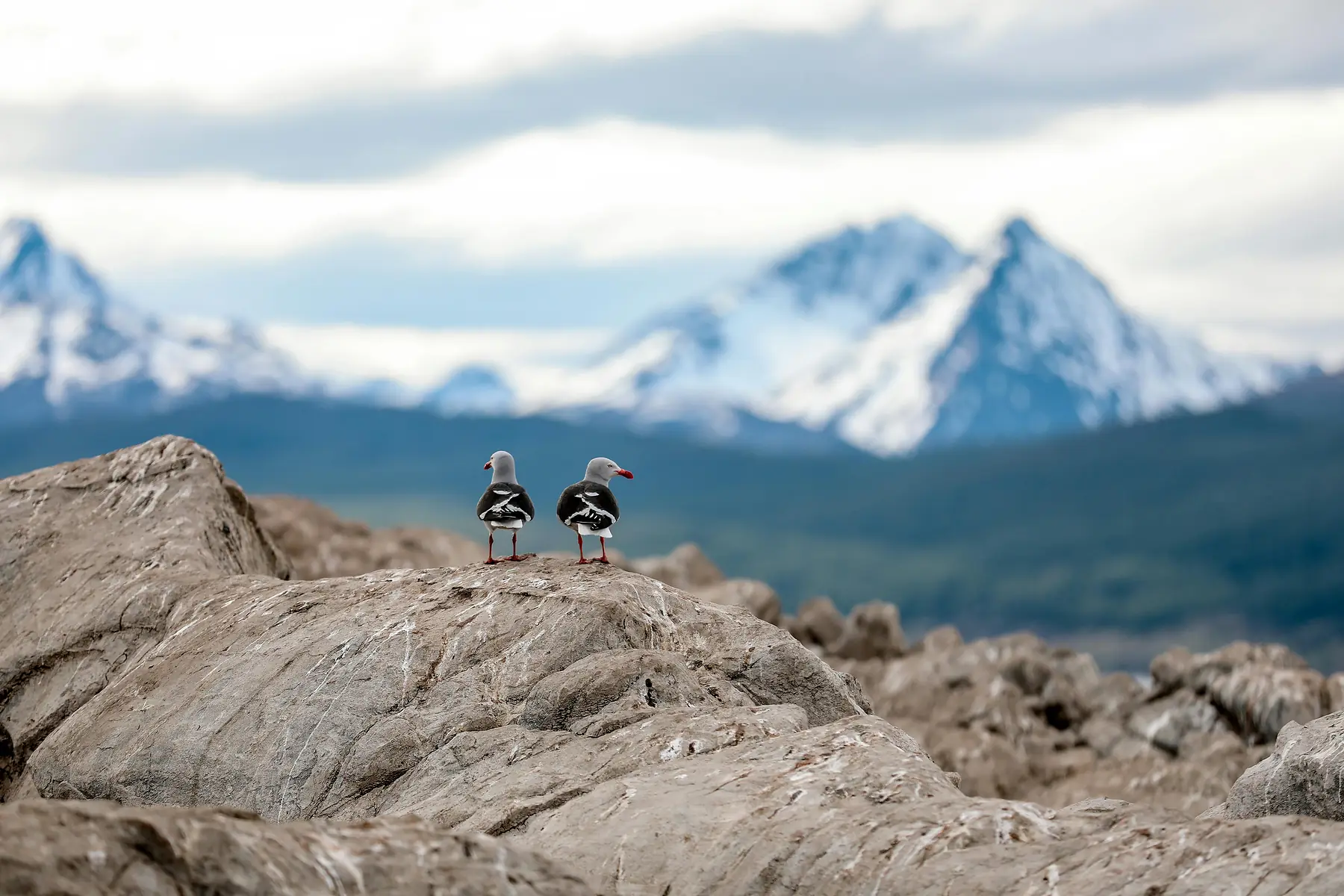 Punta Arenas, Fuerte Bulnes & City Full Day tour with Local provider via Nomades in Patagonia